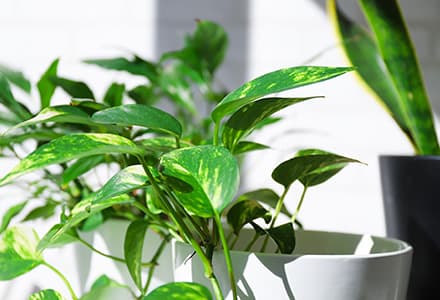 代表メッセージ